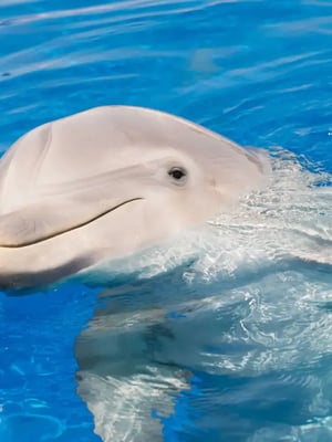 Bottlenose Dolphin