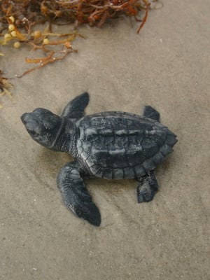 Kemp's Ridley Sea Turtle