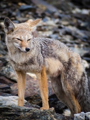Coyote